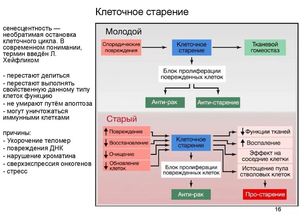 Процесс старения клеток организма. Клеточные механизмы старения. Клеточная теория старения. Теории старения схема. Процесс ускоренного накопления