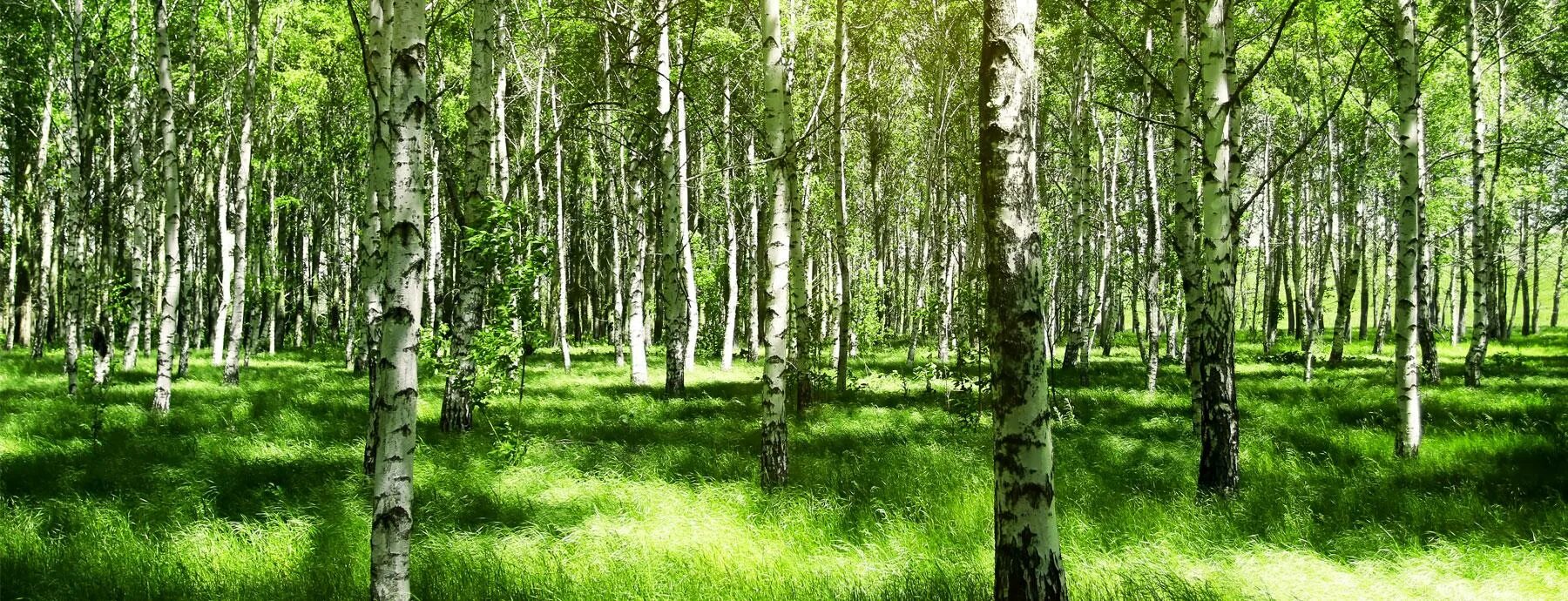 березовая роща томск. береза повислая (бородавчатая). березовая роща тюмень. длинная береза. береза белокорая.