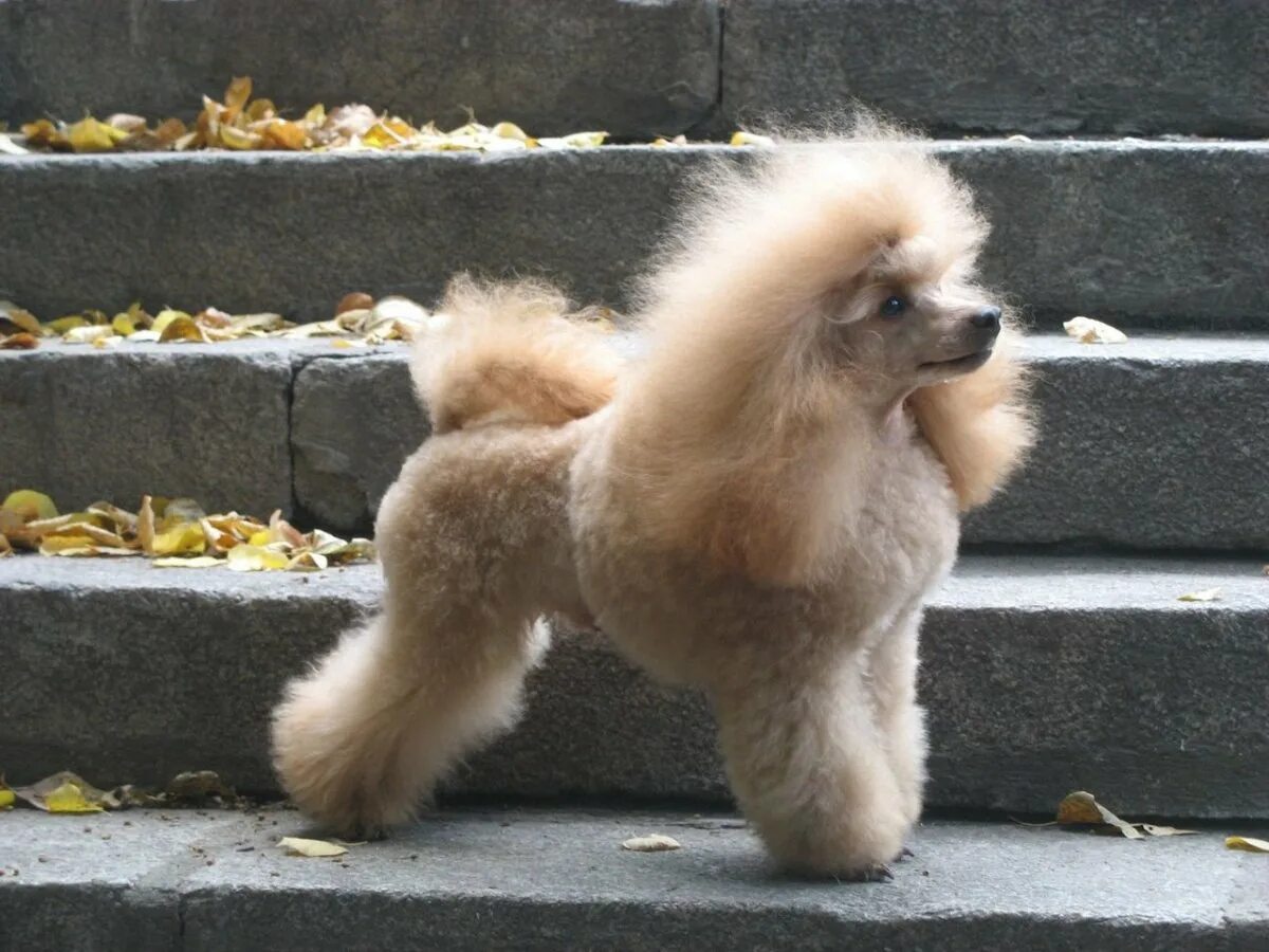Карликовый пудель тикап. Карликовый померанский пудель. Померанский шпиц боо. Белый королевский пудель. Померанский пудель.