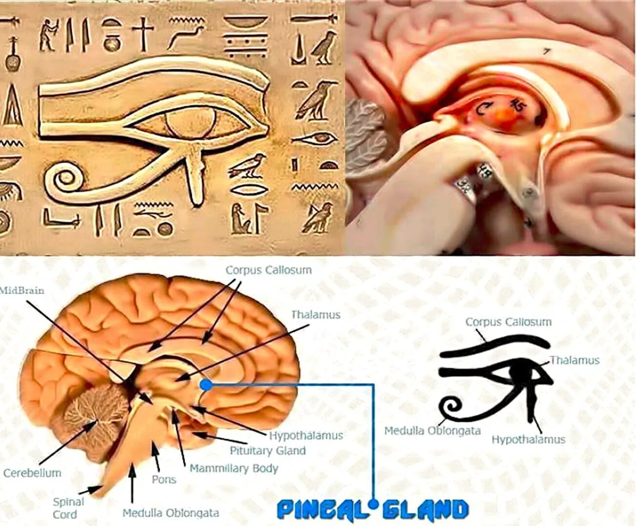 Тоже что и глаз 3. Шишковидная железа око гора. Шишковидная железа третий глаз Египет. Третий глаз гора мозг эпифиз. Гипофиз эпифиз глаз гора.