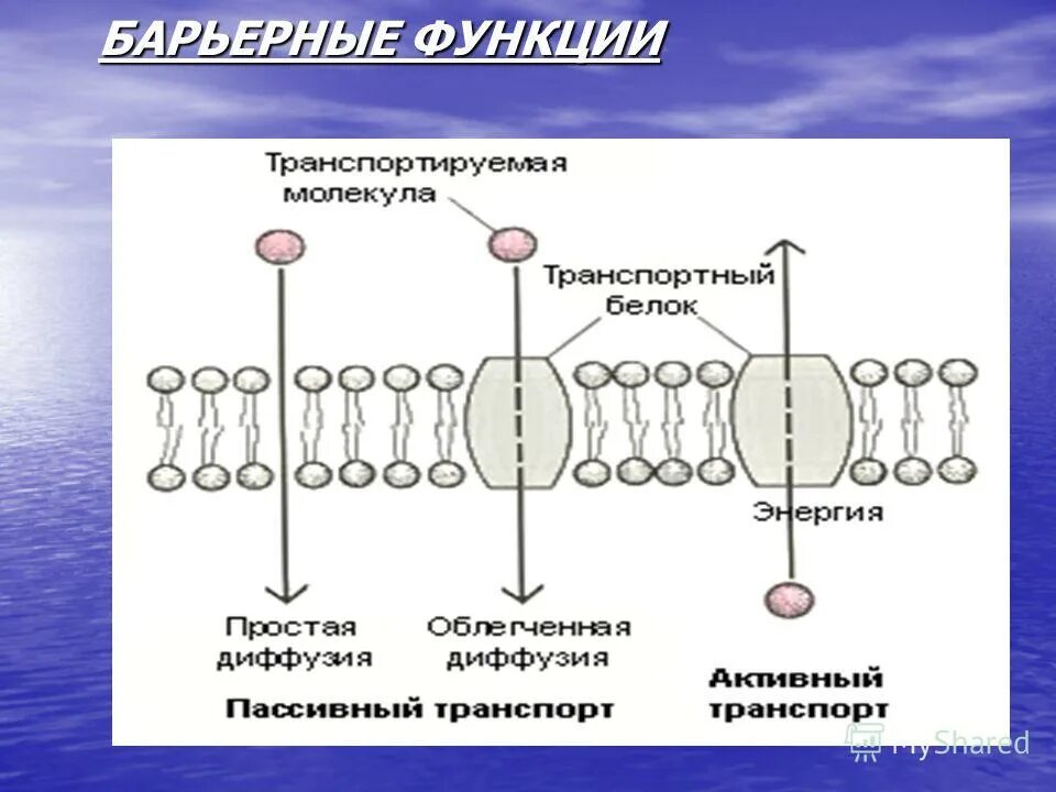Мембрана клетки строение и функции. Функции клеточной мембраны 5 класс биология. Функции клеточной мембраны. Функции клеточной мембраны в клетке. Какие функции наружной клеточной мембраны.