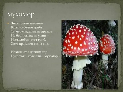 Краткое описание мухомора