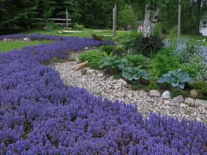All year plants