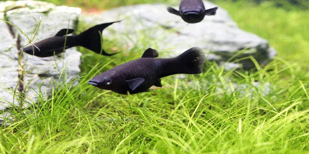 Моллинезия отличить самку. Моллинезия аквариумная рыбка. Моллинезия (mollienesia). Моллинезия рыбка самец. Рыбка черная Моллинезия самец.