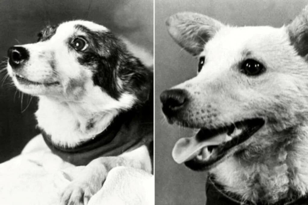 Белка и стрелка полёт в космос 1958. Первые космонавты белка и стрелка для детей. Белка и стрелка вернулись ли из космоса. Белка и стрелка в космосе. Белка и стрелка 1960 год.