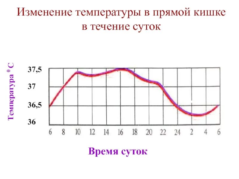 Какая температура в кишечнике человека. Изменение температуры. Изменение температуры человека в течение суток. Температура в течение суток. График температуры человека.