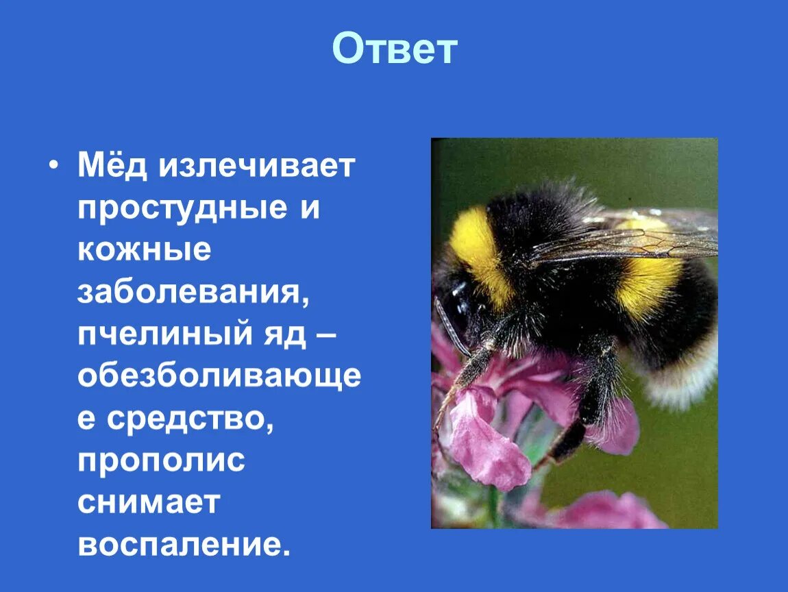 Пчелы на какой вопрос отвечает. Вопросы про пчел с ответами. пчела с вопросом. пчела друг человека.