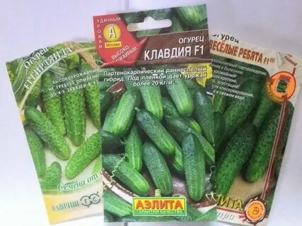 Лучшие сорта огурцов для урала для грунта