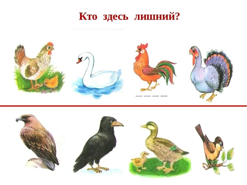 Приведи 2 3 примера птиц Приведи 2 примера таких птиц