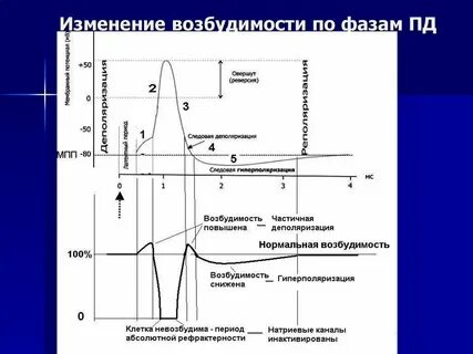 График соотношения возбуждения и возбудимости