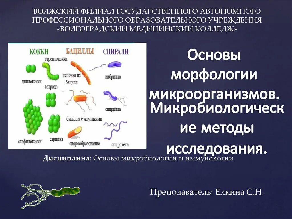 Микробиология пример. Методы изучения морфологии микробов. методы изучения морфологии бактерий. микробиология и иммунология. микробиологический метод изучения морфологии микробов.
