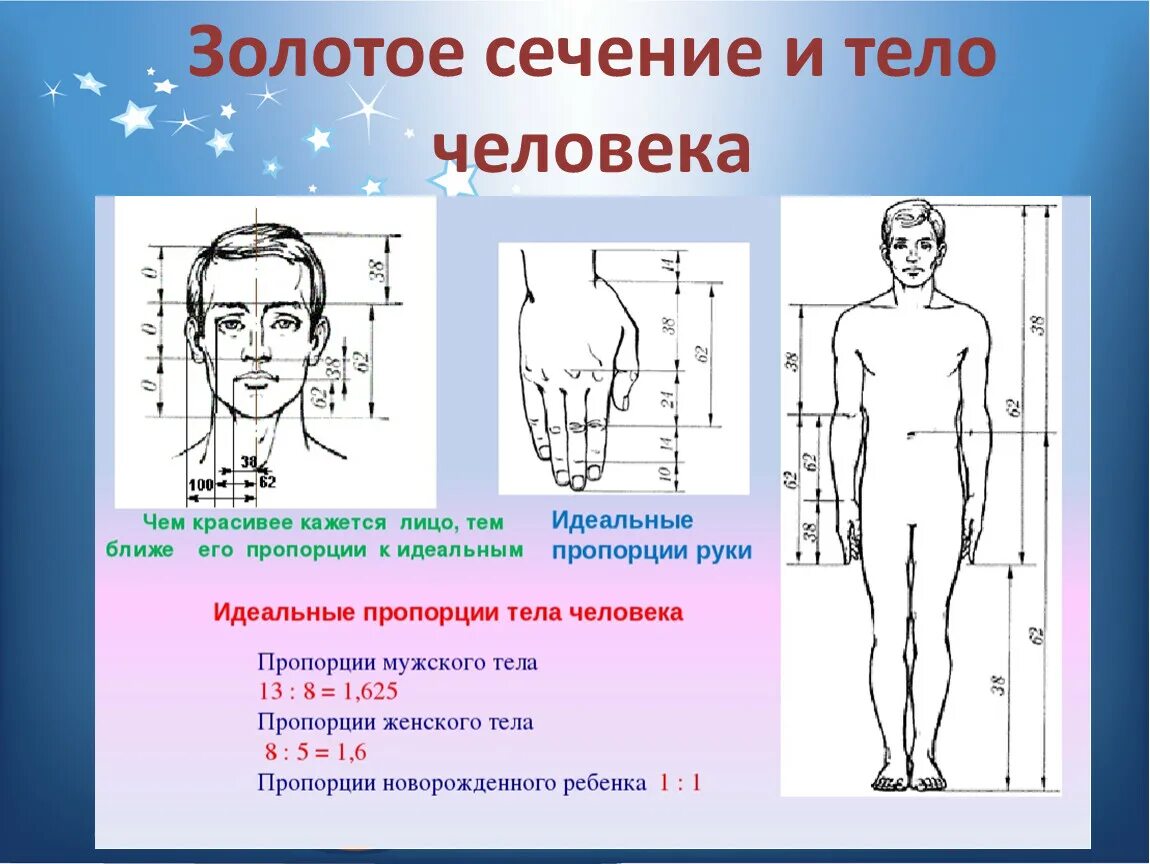 Пропорции 4 класс. Золотое сечение тело человека. Золотые пропорции в частях тела человека. Золотое сечение в строении тела человека. Золотое сечение в жизни человека