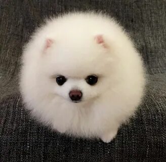 Китайская маленькая белая собака