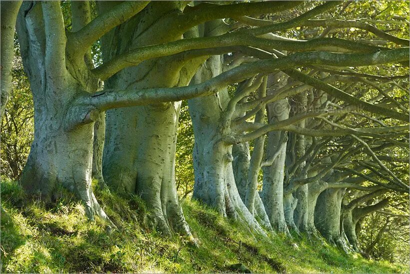 Где можно найти деревья. Бук дерево. Деревья в Англии. Буковые деревья Лабиринт. Скандинавский бук дерево.