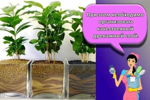 Грунт для кофейного дерева. Почва для кофейного дерева. дренаж для кофейного дерева. почва для кофейного дерева в домашних условиях.