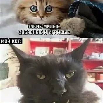 Тут темно не могу найти моего кота