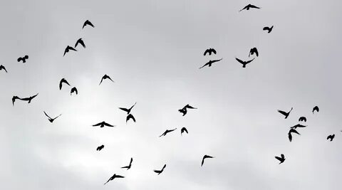 Birds flying high you know