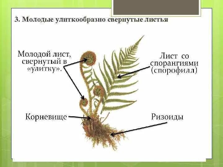 Ризоид щитовника мужского