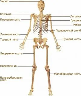 Кости скелета образованы тканью