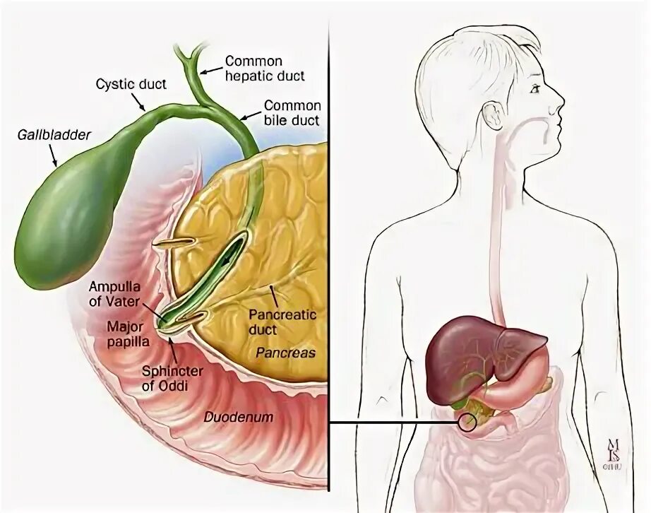 Pin on anatomy