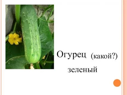 Огурцы какое число