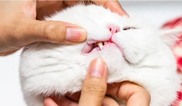 Как промыть рот коту хлоргексидином 59 фото - ZooClever.ru