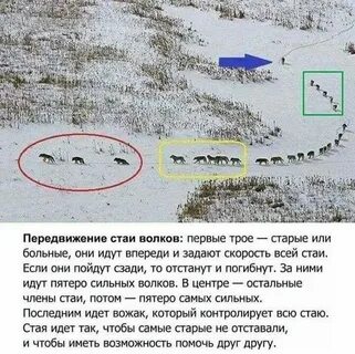 Почему ловчий выпустил на волка гончих стаю