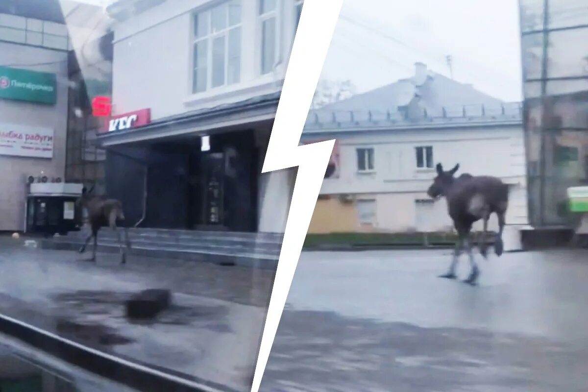 лось ярославский