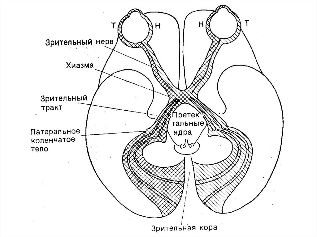 Зрительный нерв в головном мозге. Зрительный нерв анатомия. Хиазма зрительного нерва. Перекрест волокон зрительного нерва. Хиазма Перекрест зрительных нервов.