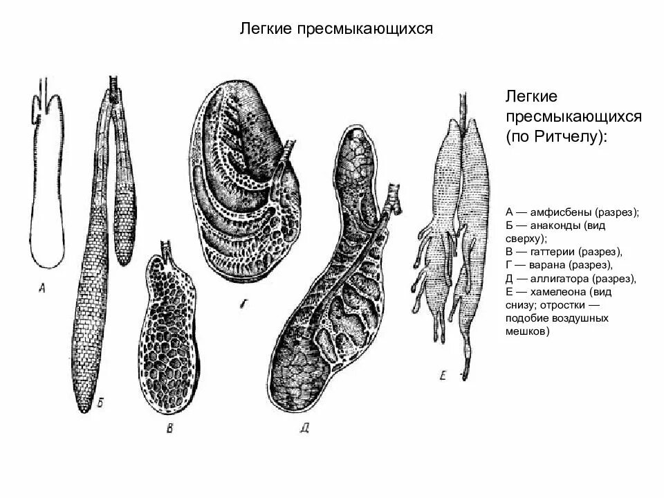 Ячеистые легкие характерны для. Строение легких пресмыкающихся. Ячеистое строение легких у пресмыкающихся. Строение легких рептилий. Ячеистое строение легких у варана.