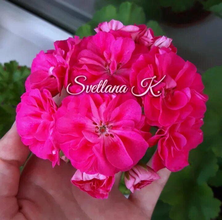 Пеларгония survivor. Пеларгония survivor rosalinda. пеларгония идолс розалинда. герань сурвивор розалинда. пеларгония survivor idols.