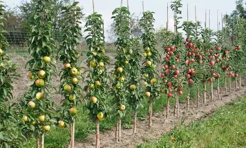 Какие фруктовые деревья бывают