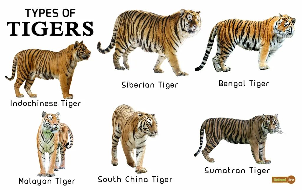 Тайгер на русском. Разновидности тигра. Виды тигров список и фото. 6 Видов тигров. Тигр типу.