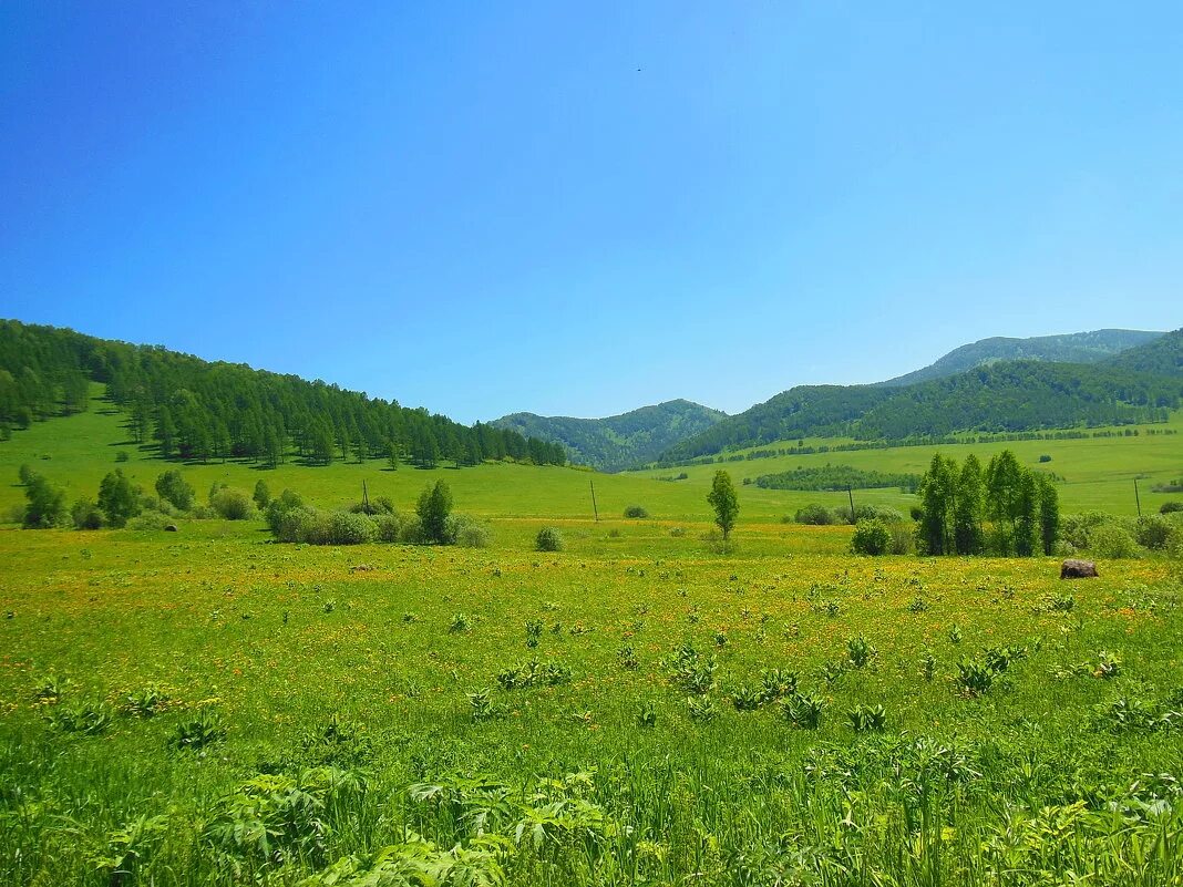 Просторы алтайского края