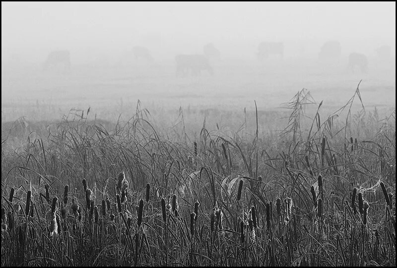 шумел камыш. камыш энгельс. садок. девушки срезающие камыш латвия 1927 год. девушки срезающие камыш латвия 1927 год.