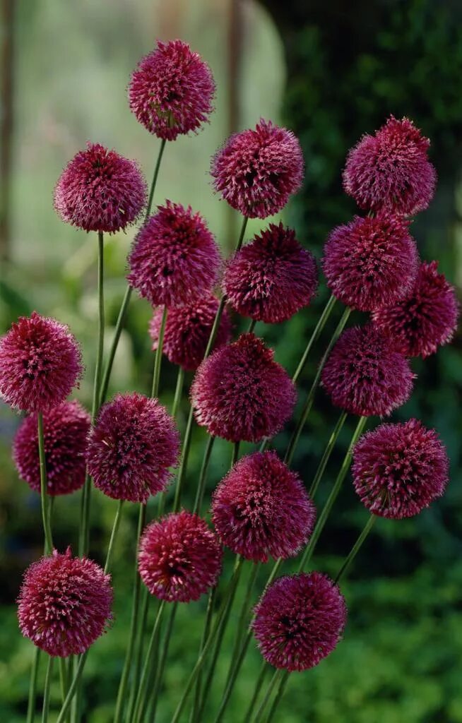 Sphaerocephalon аллиум. Аллиум Круглоголовый sphaerocephalon. Лук Круглоголовый (Allium sphaerocephalon). Аллиум (лук декоративный) sphaerocephalon. Декоративные луки семенами