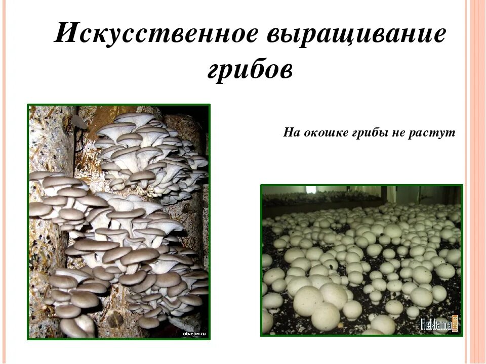 Что называется грибоводством