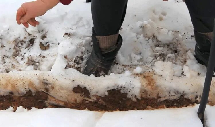 Можно в зиму сажать. Подзимний посев моркови. Посадка моркови под зиму. Морковь под зиму. Посадка зимой.