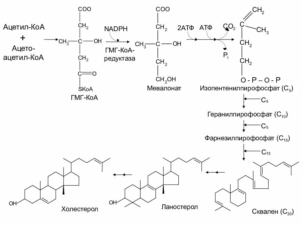 Синтез ацетил кофермент а. Ацетил коэнзим КОА. Синтез ацетил коэнзима а. Ацетил КОА состав.