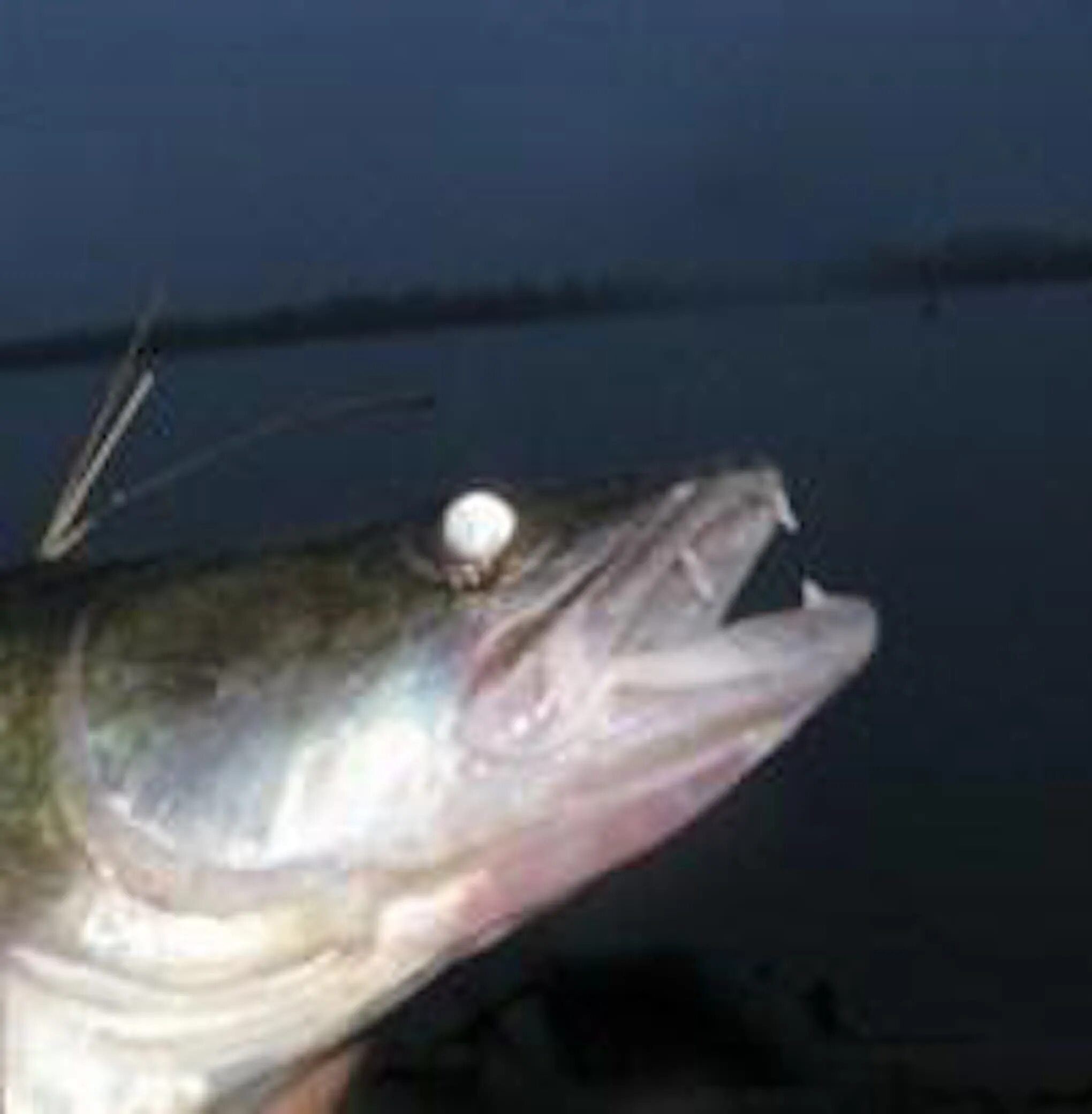 Клыки судака. Судак рыба глаза. Судак рыба зубы. Глаза судака. Обыкновенный судак.