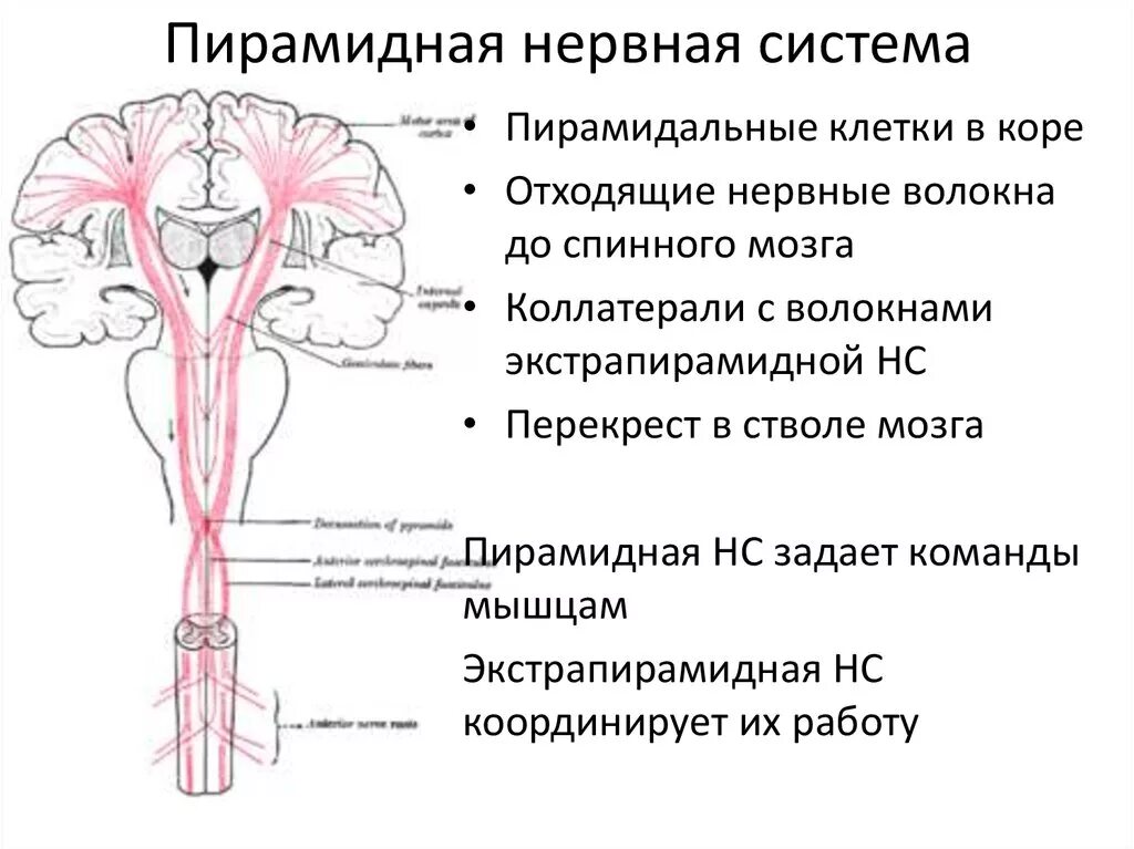 Двигательный путь функции. Пирамидная система анатомия неврология. пирамидные тракты спинного мозга. экстрапирамидный путь неврология схема. пирамидный путь функции.