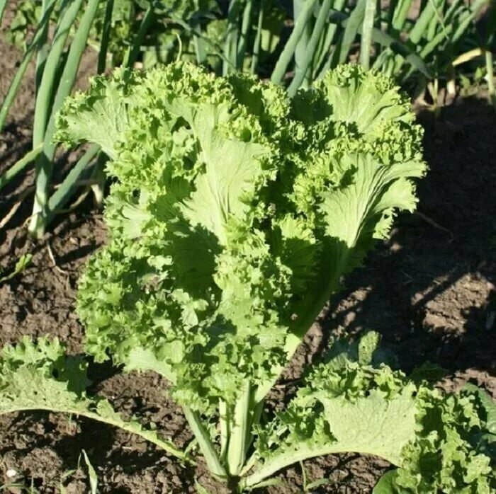 Горчица листовая салатная. Горчица салатная. Brassica juncea. Горчица листовая салатная. Горчица салатная бутербродная.