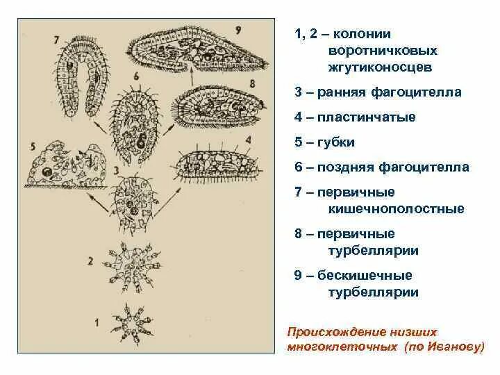 Колониальные животные простейшие. Одноклеточные многоклеточные и колониальные. Воротничковые жгутиконосцы колония. Воротничковые жгутиконосцы представители. Этапы эволюции многоклеточных