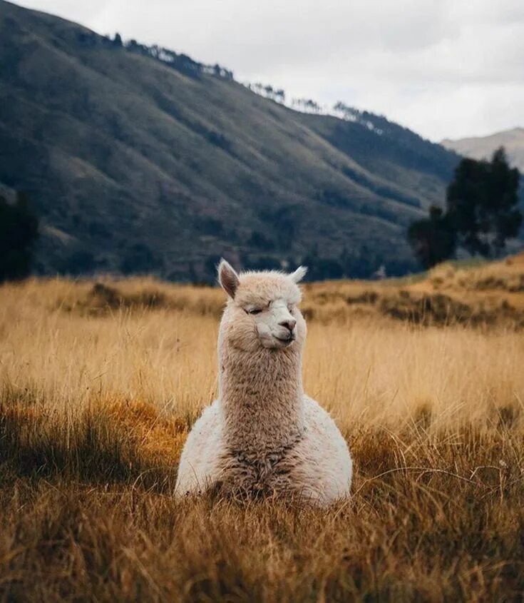 Reflection llama