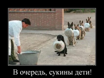 Сукины дети видео