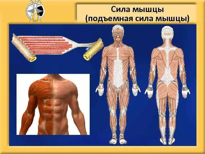 Прочность мышц. Сила мышц. сила мышц определяется. двигательная сила мышцы.