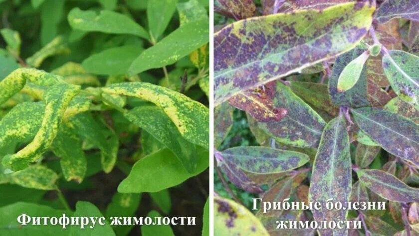Почему у жимолости желтеют листья. Церкоспороз жимолости. аскохитозная пятнистость жимолость. мучнистая роса на жимолости. туберкуляриоз жимолости.