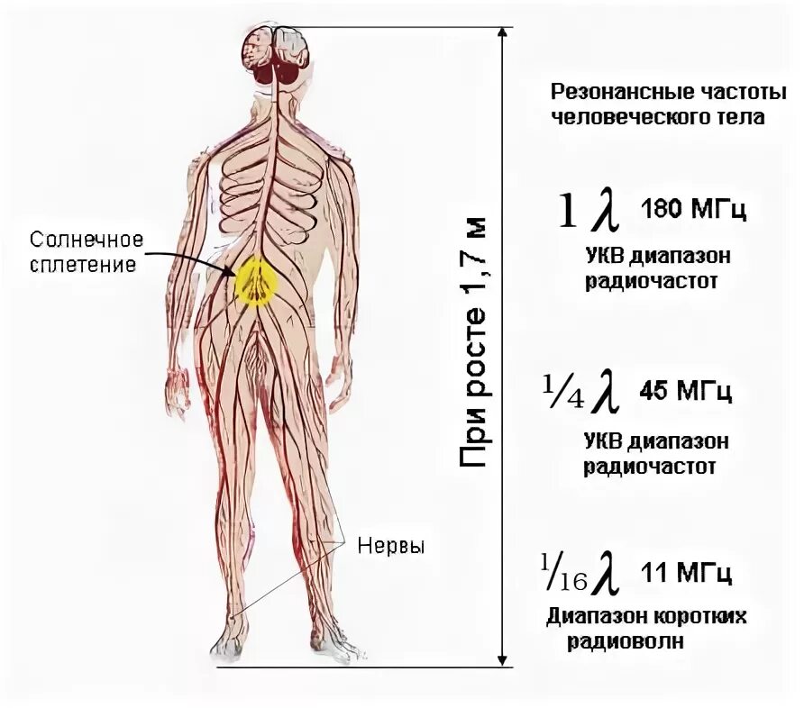 Частота человека как определить