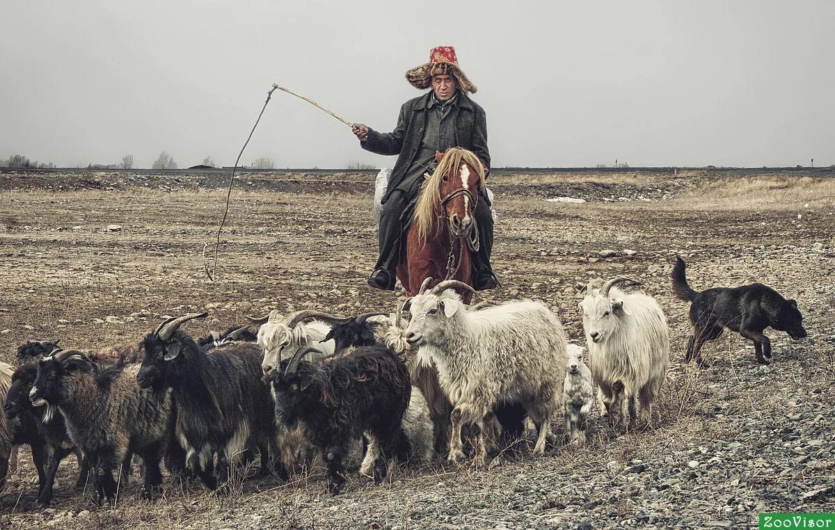 чабан пастух овец. чабан пасет овец. пасти овец. пастух с баранами. киргизия пастух.