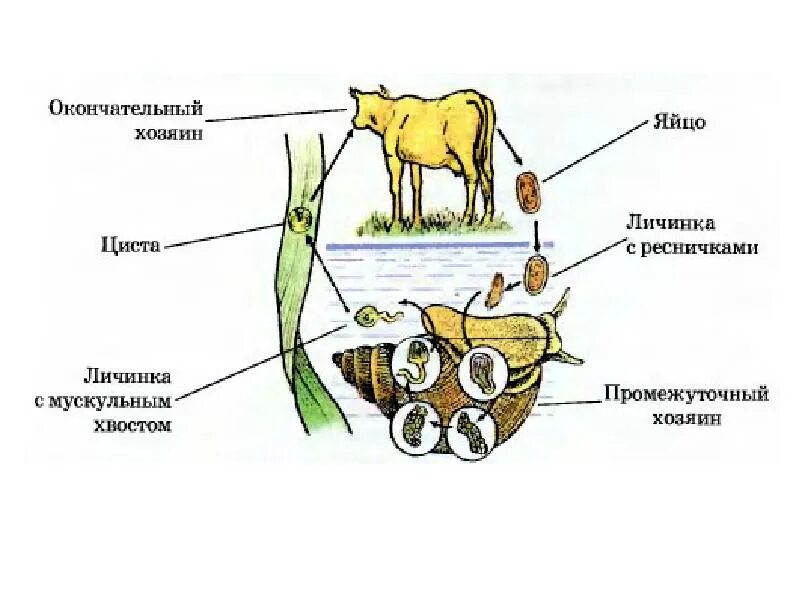 Личинка в промежуточном хозяине. Жизненный цикл печеночного сосальщика. Цикл развития печеночного сосальщика. Цикл развития печеночного сосальщика биология. Жизненный цикл печеночного бычьего цепня.